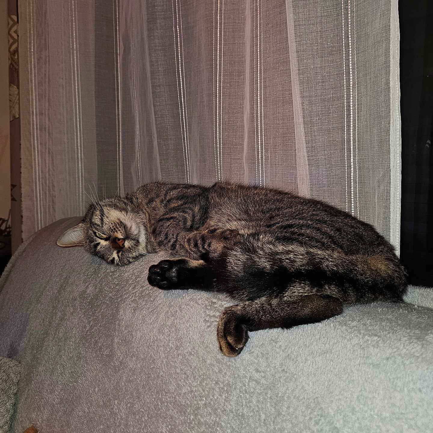 Willow