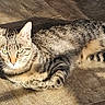 cat, tabby_cat, animal, pet, feline, striped, fur, relaxing, sunlight, floor, tiled_floor, indoor, laying_down, whiskers, ears, tail, eyes, cute, mammal, domestic_animal