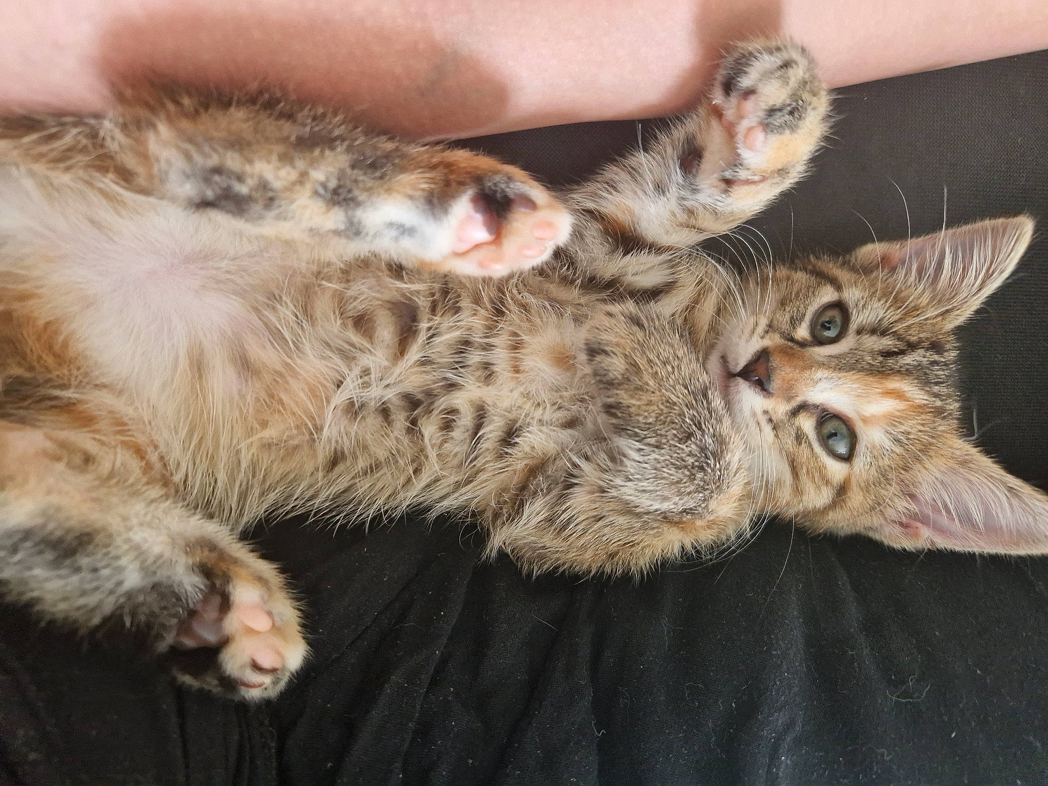 Lili participe au concours pour gagner de l'argent avec cette photo : carnivore, cat, cat_bed, claw, comfort, domestic_short_haired_cat, fawn, felidae, fur, nap, paw, sleep, small_to_medium_sized_cats, snout, tail, terrestrial_animal, whiskers, wildlife