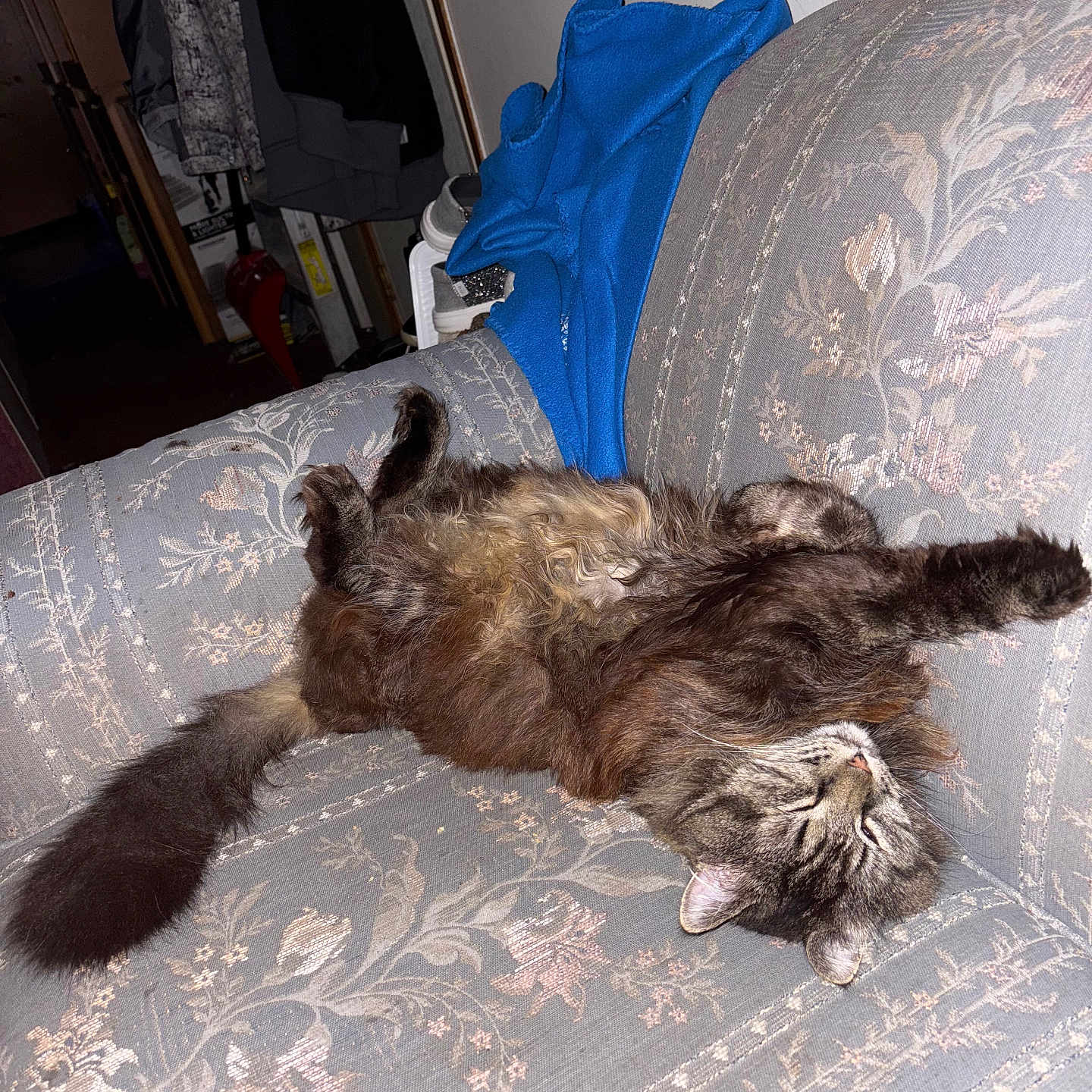 Buzzby is registered to the contest to win money with this photo: animal, blanket, cat, comfortable, couch, cozy, domestic, fluffy, fur, furniture, home, indoor, patterned, pet, relaxed, resting, sleeping, tabby, tail, upside_down