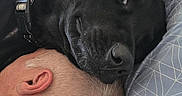 Starlien Star is registered to the contest to win money with this photo: animal, bed, black_dog, casual, close_up, comfort, companion, cozy, dog, ear, friendship, head, human, indoor, person, pillow, relaxation, resting, sleeping, trust
