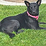 Starlien Star is registered to the contest to win money with this photo: animal, black_dog, canine, closeup, collar, daylight, dog, ears_up, grass, greenery, lawn, leash, lying_down, nature, outdoor, pet, pink_collar, portrait, resting, summer