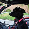 black_dog, collar, daylight, dog, fence, garden, grass, leash, nature, outdoor, parked_vehicle, pet, polaris, reflection, seat, side_view, suburban, sunglasses, vehicle_interior, window