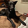 Starlien Star joined the competition — help win amazing prizes! animal, bed, bedspread, black_dog, blinds, bookshelf, curious, decor, dog, ear, fur, indoor, mammal, nail_paint, paw, pet, pink_nails, relaxed, resting, window