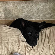 Starlien Star is registered to the contest to win money with this photo: dog, black_dog, heterochromia, blue_eye, brown_eye, pillows, couch, indoor, pet, resting, cozy, animal, canine, fur, ears, lying_down, close_up, domestic_animal, comfort, relaxed