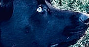 Star joined the competition — help win amazing prizes! alert, animal, background_blur, battery_percentage, black_dog, blue_eyes, canine, closeup, collar, dog, fur, grass, lock_screen, nature, outdoor, pet, phone_screen, profile_view, time_display, watching