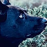 Star joined the competition — help win amazing prizes! dog, black_dog, blue_eyes, collar, grass, outdoor, nature, pet, closeup, profile_view, animal, canine, fur, watching, alert, background_blur, phone_screen, lock_screen, time_display, battery_percentage