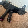 Star joined the competition — help win amazing prizes! animal, bed, bedspread, black_dog, canine, cozy, dog, door, fur, home, indoor, paw, pet, pink_nail_polish, quiet, relaxed, resting, sleeping, table, vase