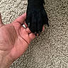 Star is registered to the contest to win money with this photo: hand, dog_paw, black_dog, carpet, texture, human_hand, pet, animal, indoor, close_up, friendship, touch, paw, skin, nail, bond, comfort, domestic, furry, companionship