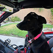 Star is registered to the contest to win money with this photo: dog, black_dog, sunglasses, collar, vehicle, polaris, car_interior, seat, window, garden, fence, greenery, side_mirror, leash, pet, outdoor, daylight, resting, animal, companion