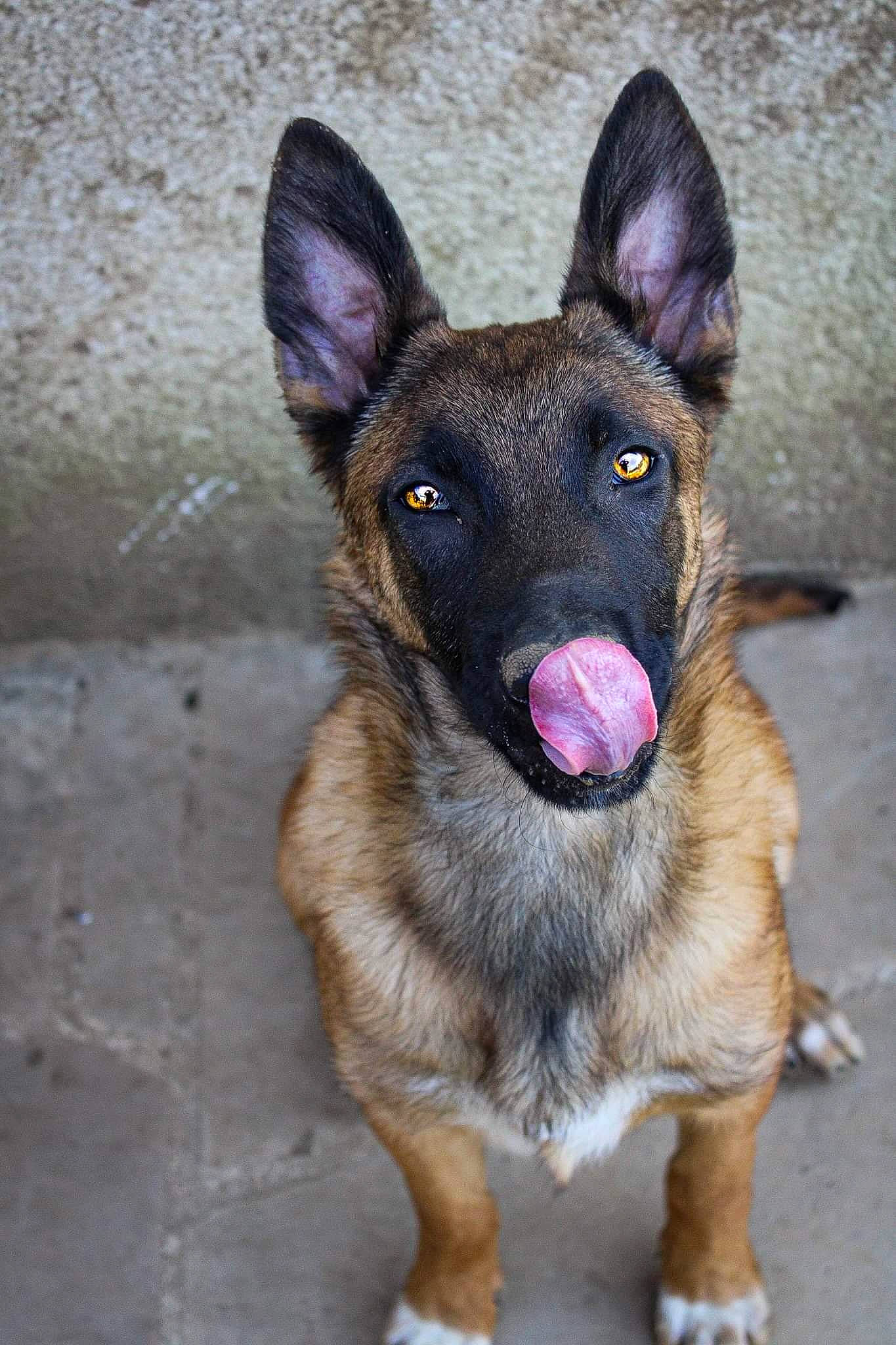 Phurye a rejoint le concours — aidez-le/la à gagner de superbes lots ! canidae, carnivore, companion_dog, dog, dog_breed, east_european_shepherd, eye, fawn, fur, german_shepherd_dog, herding_dog, human_body, jaw, old_german_shepherd_dog, snout, sporting_group, terrestrial_animal, whiskers, working_animal, working_dog