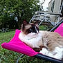 cat, blue_eyes, fluffy, outdoor, garden, greenery, pink_chair, relaxing, animal, pet, grass, trees, nature, resting, fur, domestic_cat, summer, daylight, chair, leisure