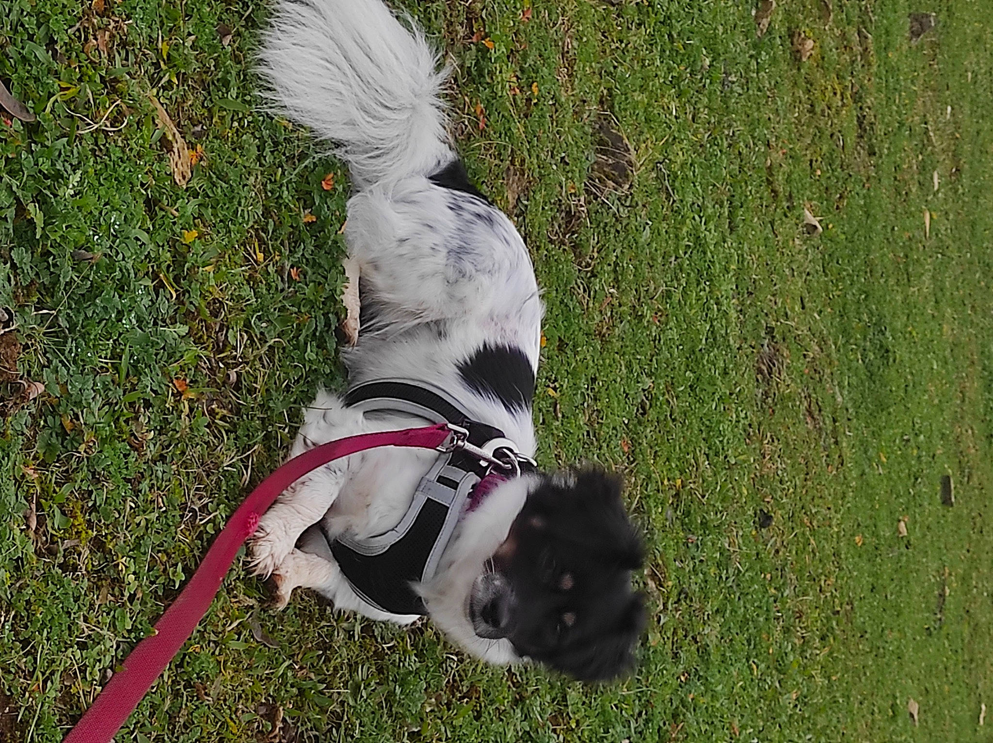 Nala a rejoint le concours — aidez-le/la à gagner de superbes lots ! canidae, carnivore, collar, companion_dog, dog, dog_breed, dog_collar, dog_supply, fawn, grass, herding_dog, leash, non_sporting_group, pet_supply, plant, sporting_group, tail, terrier, wing, working_animal