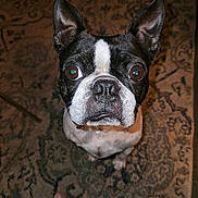 Max joined the competition — help win amazing prizes! dog, boston_terrier, pet, animal, carpet, indoor, close_up, brown_eyes, black_and_white, ears, snout, whiskers, floor, bare_feet, looking_up, curious, portrait, domestic, companion, cute