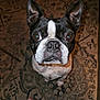 dog, boston_terrier, pet, animal, carpet, indoor, close_up, brown_eyes, black_and_white, ears, snout, whiskers, floor, bare_feet, looking_up, curious, portrait, domestic, companion, cute