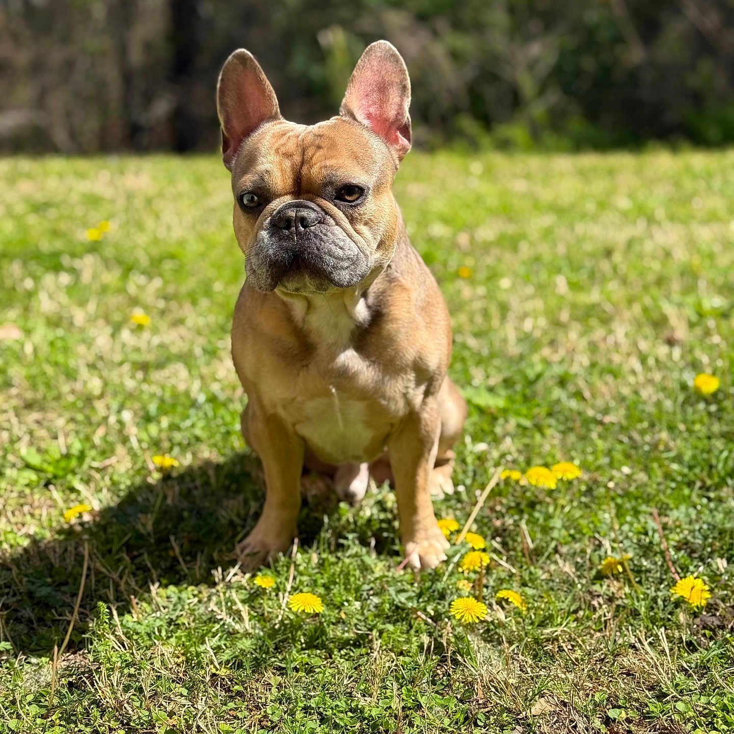 Swagger joined the competition — help win amazing prizes! animal, boxer, bulldog, canine, dog, field, flower, frenchbulldog, grass, grassland, herbal, herbs, nature, outdoors, pet, pitbull, plant, puppy, soil, vegetation