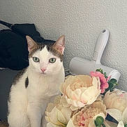 Nayla participe au concours pour gagner de l'argent avec cette photo : animal, artificial_flower, cat, closeup, curious, domestic, feline, flower, gray, green_eyes, household, indoor, lint_roller, looking, pet, sitting, still_life, texture, wall, white