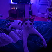 Nayla participe au concours pour gagner de l'argent avec cette photo : cat, bed, blanket, purple_light, indoor, bedroom, tv, door, shelf, furniture, pet, paws, whiskers, looking_at_camera, stretched_legs, nighttime, cozy, mattress, curious, feline