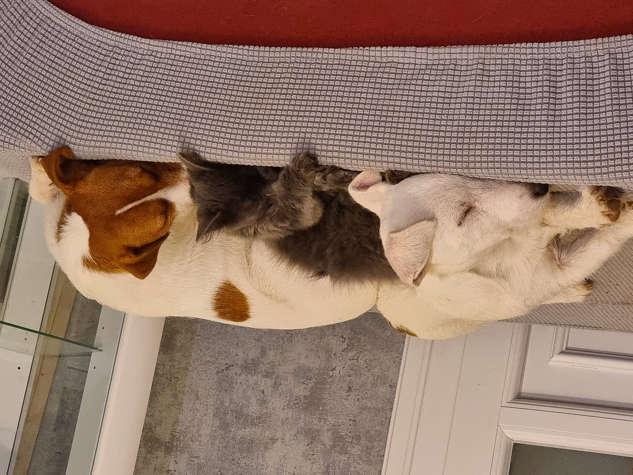 Rubson Et Space participe au concours pour gagner de l'argent avec cette photo : art, comfort, companion_dog, dog_breed, fawn, felidae, fur, linens, pattern, paw, scent_hound, sleeve, small_to_medium_sized_cats, snout, sporting_group, tail, terrestrial_animal, textile, whiskers, wood