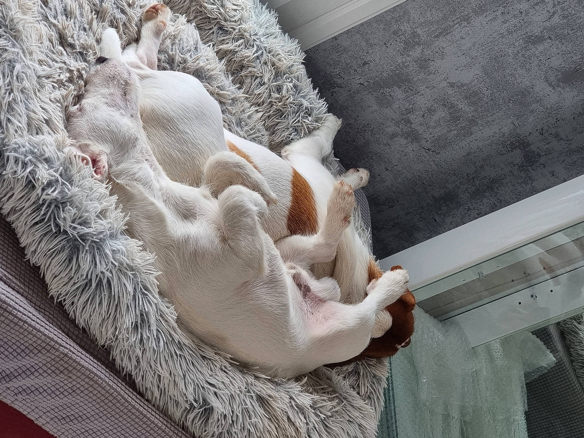 Rubson Et Space participe au concours pour gagner de l'argent avec cette photo : art, carving, comfort, crochet, fashion_accessory, felidae, fur, linens, needlework, pattern, peach, room, tail, textile, thread, visual_arts, wood, wool, woolen, woven_fabric