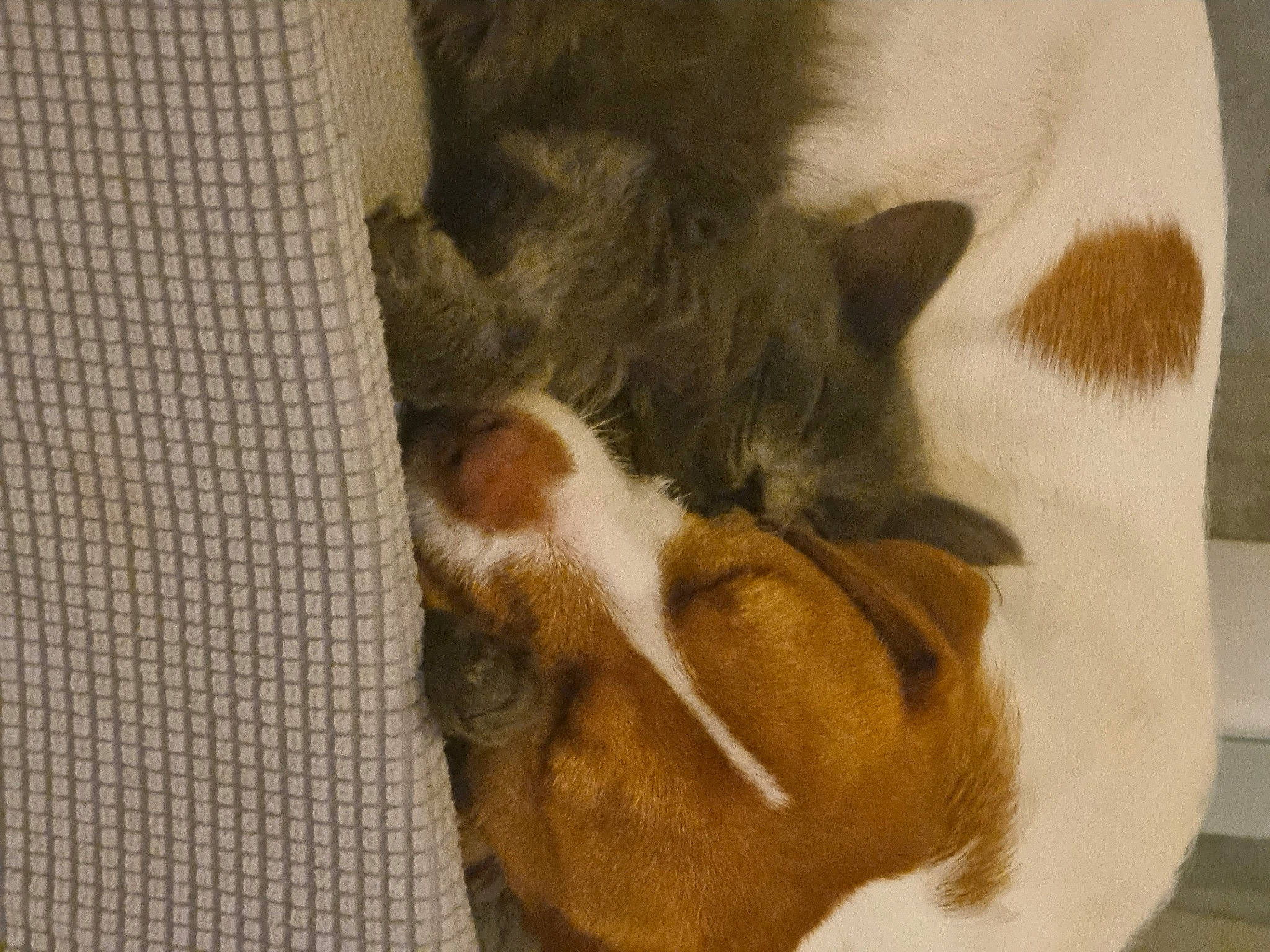 Rubson Et Space a rejoint le concours — aidez-le/la à gagner de superbes lots ! canidae, carnivore, cat, comfort, companion_dog, dog, dog_breed, domestic_short_haired_cat, fawn, felidae, flooring, fur, linens, paw, small_to_medium_sized_cats, snout, sporting_group, tail, whiskers, wood