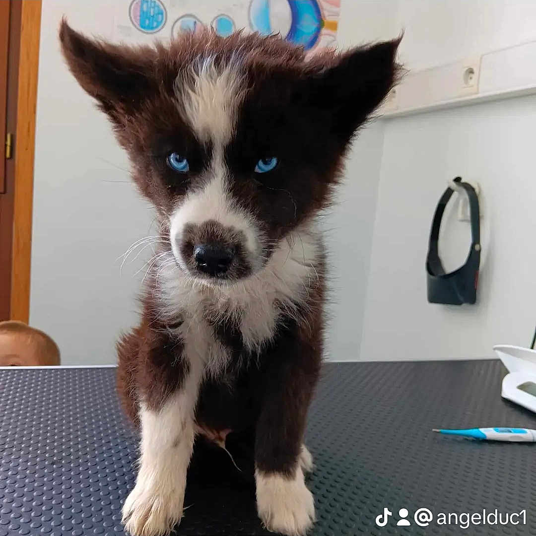 Viking participe au concours pour gagner de l'argent avec cette photo : accessories, animal, bag, bostonbull, bulldog, canine, cat, dog, face, handbag, head, husky, indoors, interiordesign, kitten, person, pet, puppy, snout, sunglasses