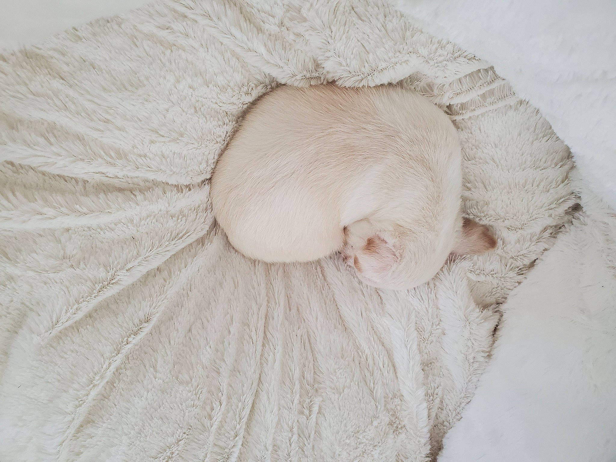 Bella joined the competition — help win amazing prizes! beige, fur, wool