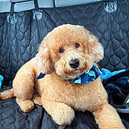 Leo joined the competition — help win amazing prizes! animal, apricot, bandana, blue, canine, car_seat, companion, cute, dog, fluffy, fur, indoors, leisure, pet, poodle, quilted_cover, relaxed, stick, transportation, whale_pattern