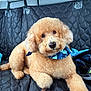 animal, apricot, bandana, blue, canine, car_seat, companion, cute, dog, fluffy, fur, indoors, leisure, pet, poodle, quilted_cover, relaxed, stick, transportation, whale_pattern