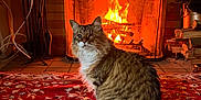 Serendipity is registered to the contest to win money with this photo: animal, carpet, cat, comfort, cozy, decor, feline, fire, fireplace, home, indoor, logs, one_eyed, pet, relaxed, rug, sitting, tabby, warm, wood