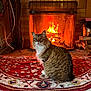 animal, carpet, cat, comfort, cozy, decor, feline, fire, fireplace, home, indoor, logs, one_eyed, pet, relaxed, rug, sitting, tabby, warm, wood