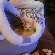 Smurf is registered to the contest to win money with this photo: animal, blanket, cat, comfort, cozy, cushion, cute, domestic, feline, furniture, furry, home, indoor, orange_and_white_cat, patterned, pet_bed, relaxed, resting, sleeping_area, soft_lighting