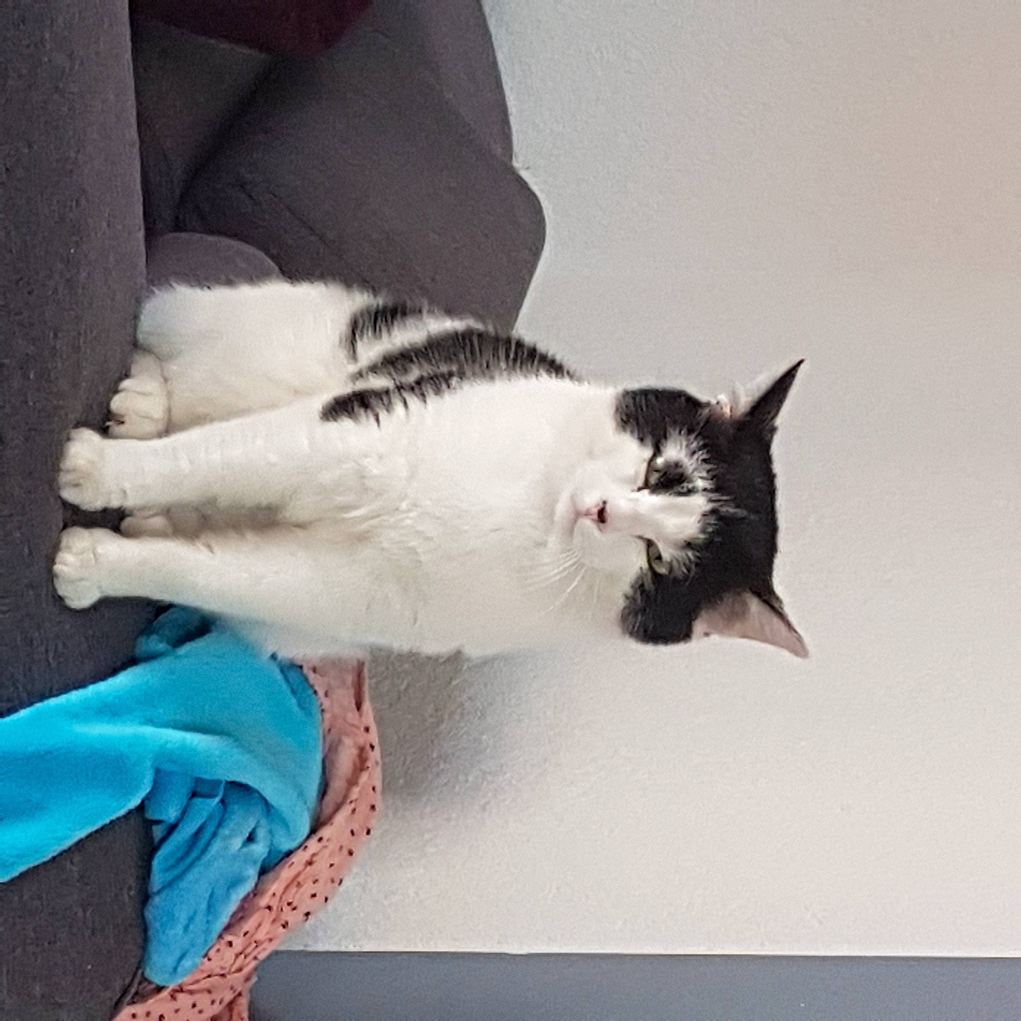 Minet participe au concours pour gagner de l'argent avec cette photo : carnivore, cat, cloud, comfort, domestic_short_haired_cat, felidae, fur, grey, human_leg, lap, mammal, paw, plant, sky, small_to_medium_sized_cats, snout, tail, vertebrate, whiskers, wood