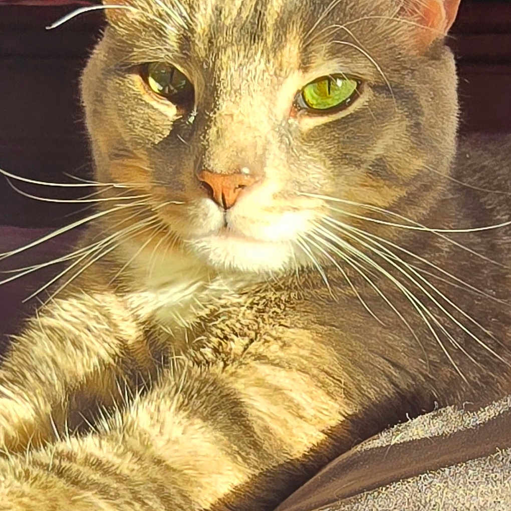 Fajr joined the competition — help win amazing prizes! animal, cat, closeup, comfort, cozy, cute, ears, eyes, face, feline, fur, indoor, mammal, pet, portrait, relaxed, resting, sunlight, tabby, whiskers