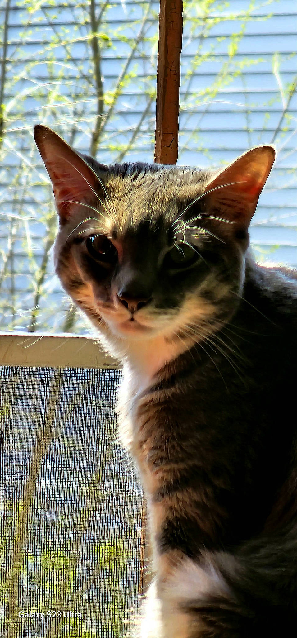Fajr joined the competition — help win amazing prizes! art, carnivore, cat, domestic_short_haired_cat, eye, fawn, felidae, fur, grass, houseplant, mesh, plant, sitting, small_to_medium_sized_cats, terrestrial_animal, tree, whiskers, wildlife, window