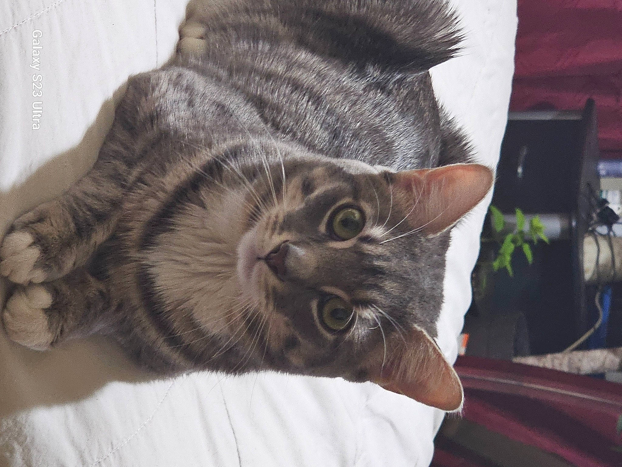 Fajr joined the competition — help win amazing prizes! carnivore, cat, claw, comfort, domestic_short_haired_cat, ear, felidae, flowerpot, fur, gesture, grey, houseplant, pattern, paw, plant, small_to_medium_sized_cats, snout, tail, whiskers, window