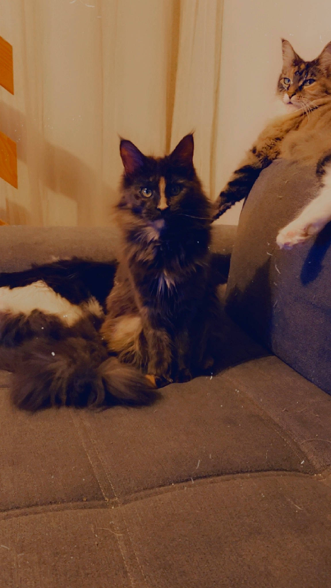 Star-lord participe au concours pour gagner de l'argent avec cette photo : carnivore, cat, claw, comfort, domestic_short_haired_cat, door, felidae, flooring, fur, grey, paw, plant, shadow, sitting, small_to_medium_sized_cats, snout, tail, tints_and_shades, whiskers, wood