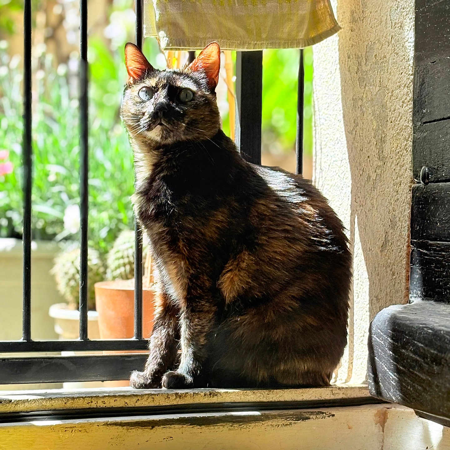 Ruby participe au concours pour gagner de l'argent avec cette photo : abyssinian, angora, animal, architecture, balcony, blackcat, building, cat, curtain, egyptiancat, homedecor, house, housing, kitten, manx, pet, plant, window, windowshade, windowsill