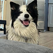 Ollie is registered to the contest to win money with this photo: dog, border_collie, black_and_white, indoor, happy, pet, canine, smiling, fur, tongue, kitchen, refrigerator, floor, cabinet, collar, domestic_animal, animal, portrait, household, friendly