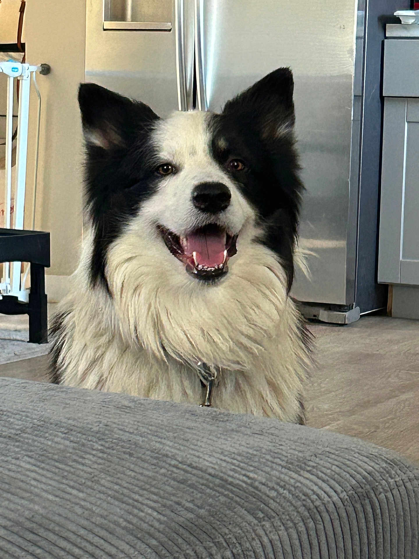 Ollie is registered to the contest to win money with this photo: dog, border_collie, black_and_white, indoor, happy, pet, canine, smiling, fur, tongue, kitchen, refrigerator, floor, cabinet, collar, domestic_animal, animal, portrait, household, friendly