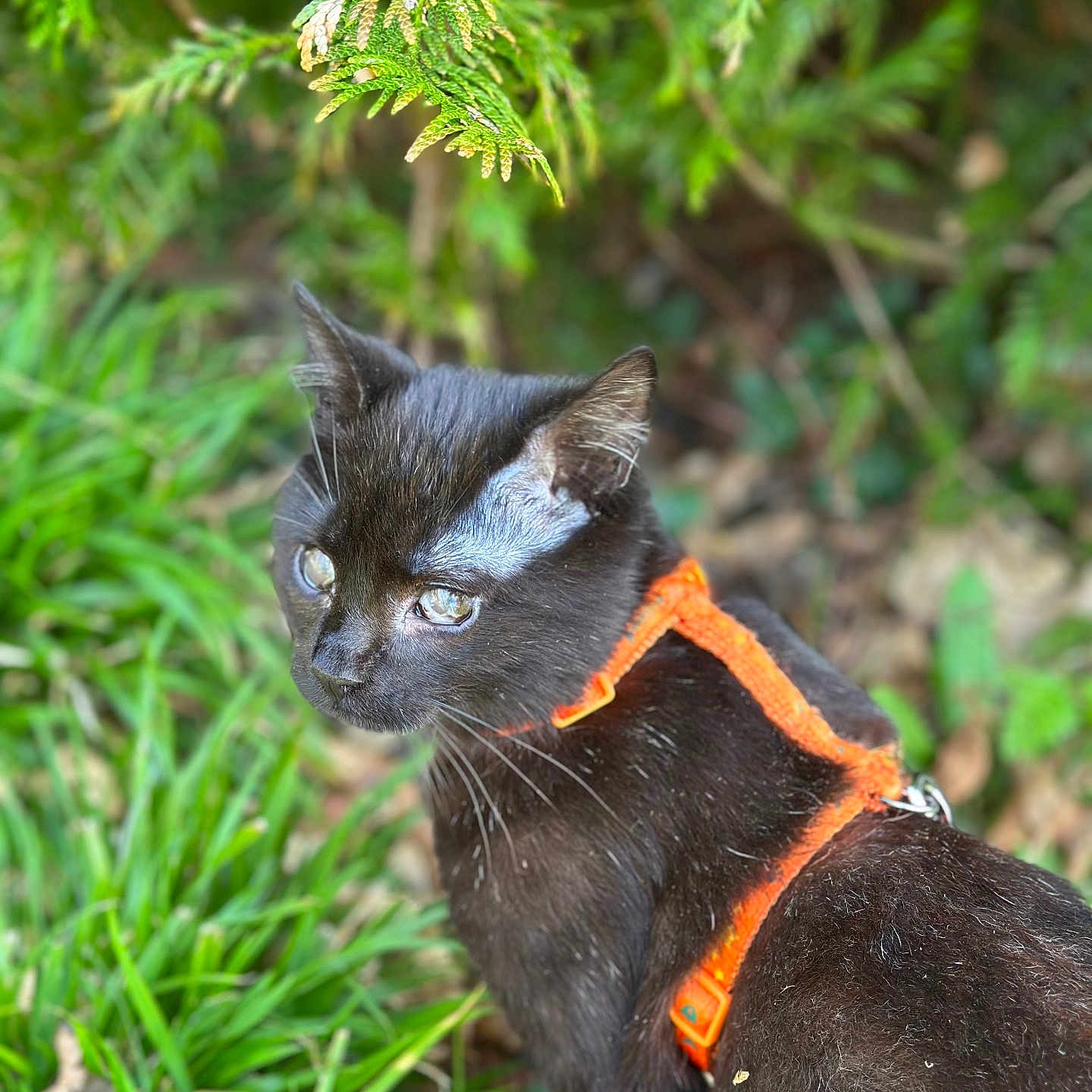 Flamme a rejoint le concours — aidez-le/la à gagner de superbes lots ! accessories, animal, bird, blackbird, blackcat, cat, collar, conifer, grass, harness, jungle, kitten, leash, manx, nature, pet, plant, strap, tree, vegetation