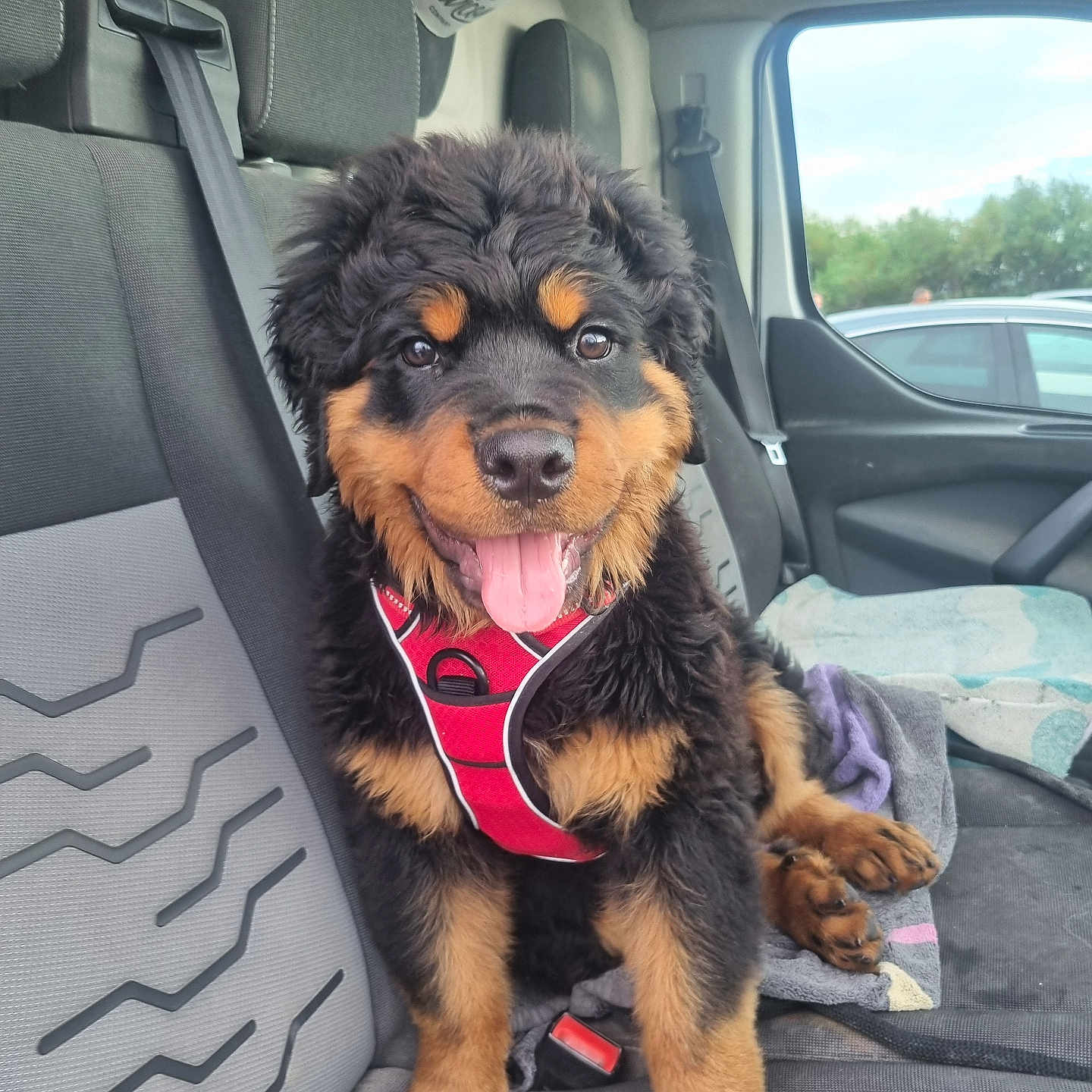 Venom a rejoint le concours — aidez-le/la à gagner de superbes lots ! accessories, animal, architecture, belt, building, canine, car, cushion, dog, face, head, homedecor, person, pet, photography, portrait, puppy, sunglasses, transportation, vehicle