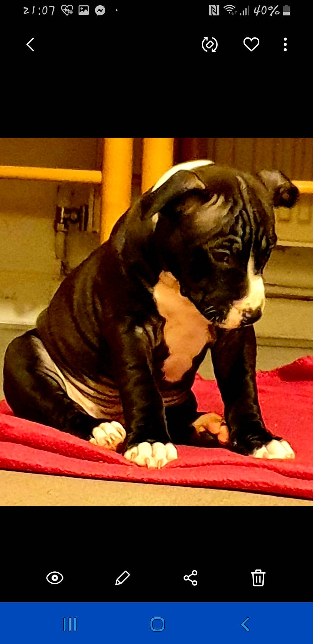 Keira joined the competition — help win amazing prizes! american_pit_bull_terrier, american_staffordshire_terrier, boxer, bulldog, cane_corso, canidae, carnivore, dog, dog_breed, fawn, mammal, non_sporting_group, olde_english_bulldogge, sporting_group, vertebrate