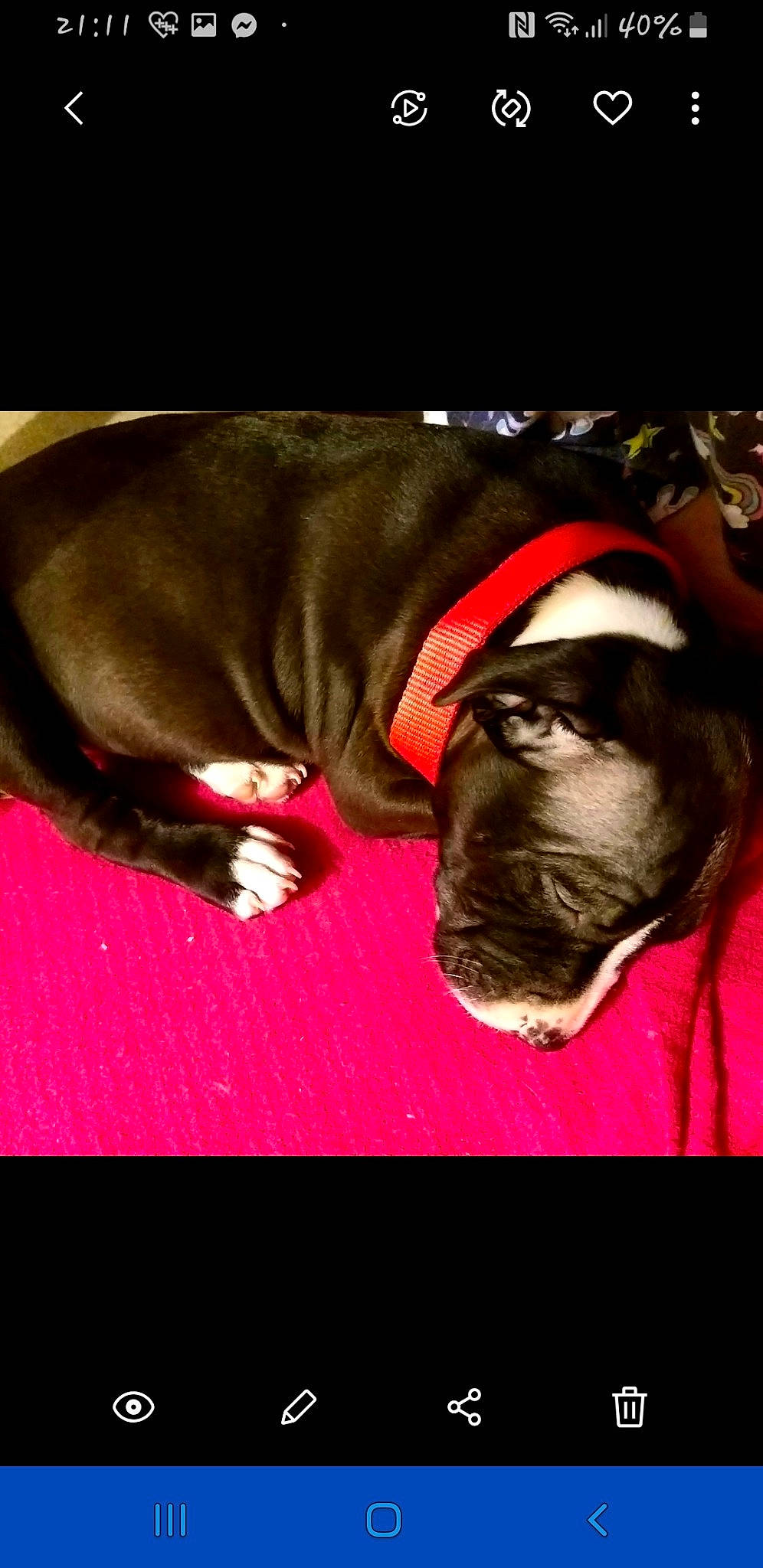 Keira joined the competition — help win amazing prizes! american_pit_bull_terrier, boston_terrier, boxer, bullmastiff, cane_corso, canidae, carnivore, companion_dog, dog, dog_breed, fawn, french_bulldog, great_dane, guard_dog, nap, non_sporting_group, puppy, puppy_love, snout, sporting_group