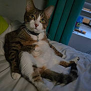 Bread is registered to the contest to win money with this photo: animal, bed, cat, collar, curious, curtains, cute, domestic_animal, feline, fur, green_eyes, household, indoor, pet, relaxed, resting, sitting, tabby_cat, whiskers, window