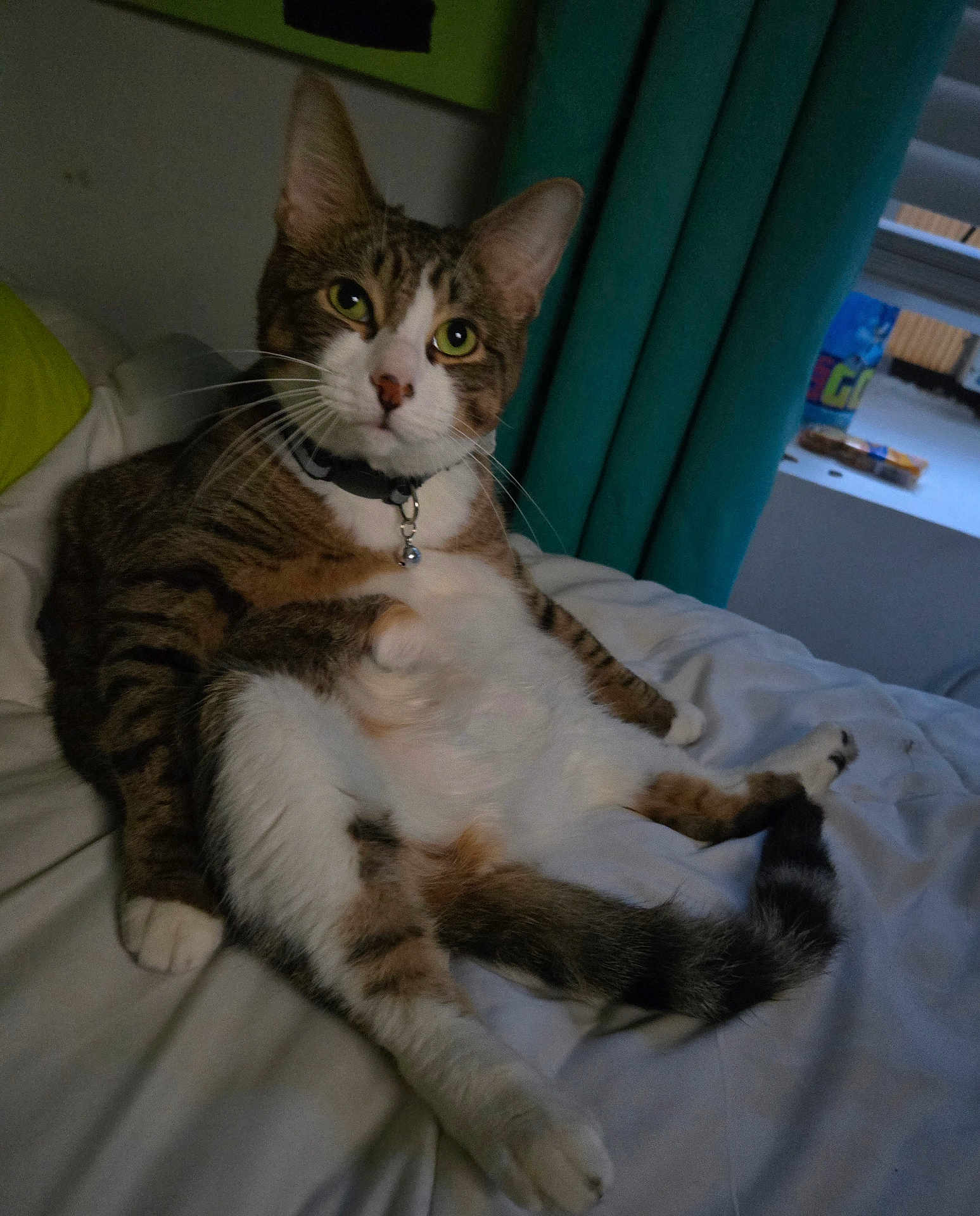 Bread is registered to the contest to win money with this photo: animal, bed, cat, collar, curious, curtains, cute, domestic_animal, feline, fur, green_eyes, household, indoor, pet, relaxed, resting, sitting, tabby_cat, whiskers, window