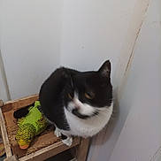 Mr Chat participe au concours pour gagner de l'argent avec cette photo : animal, box, cat, closet, clothing, cupboard, drawer, food, footwear, fruit, furniture, hardwood, kitten, pet, plant, plywood, produce, shelf, shoe, wood