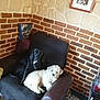 Princesse a rejoint le concours — aidez-le/la à gagner de superbes lots ! animal, architecture, brick, building, canine, chair, couch, cushion, dog, furniture, homedecor, indoors, interiordesign, livingroom, pet, photoframe, poodle, puppy, room, wall