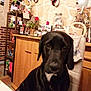 Princesse a rejoint le concours — aidez-le/la à gagner de superbes lots ! animal, architecture, building, cabinet, canine, couch, dog, furniture, hound, indoors, interiordesign, labradorretriever, livingroom, person, pet, plant, pottedplant, puppy, room, wood