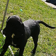 Princesse participe au concours pour gagner de l'argent avec cette photo : accessories, animal, ball, bulldog, canine, dog, grass, hound, labradorretriever, lawn, leash, machine, pet, plant, pointer, puppy, silhouette, spoke, strap, tire